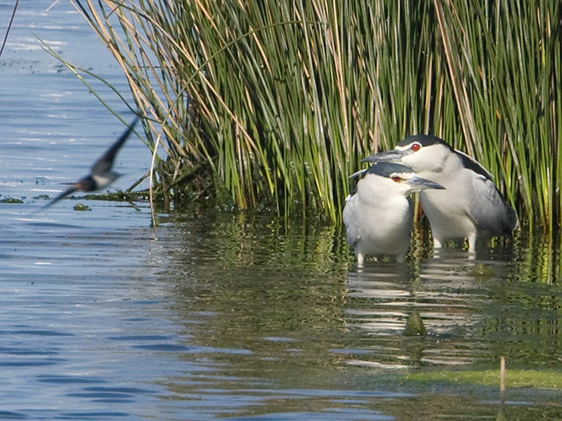 Nycticorax nycticorax Kwak Night Heron